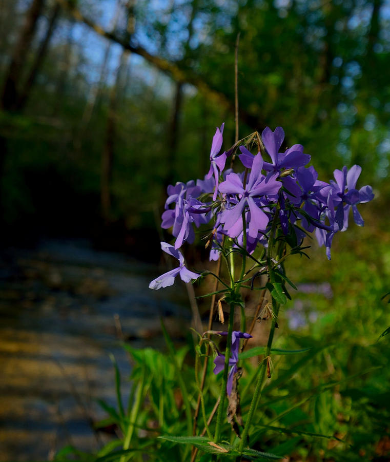 Streamside Beauty Photograph by Brett Erwood - Fine Art America