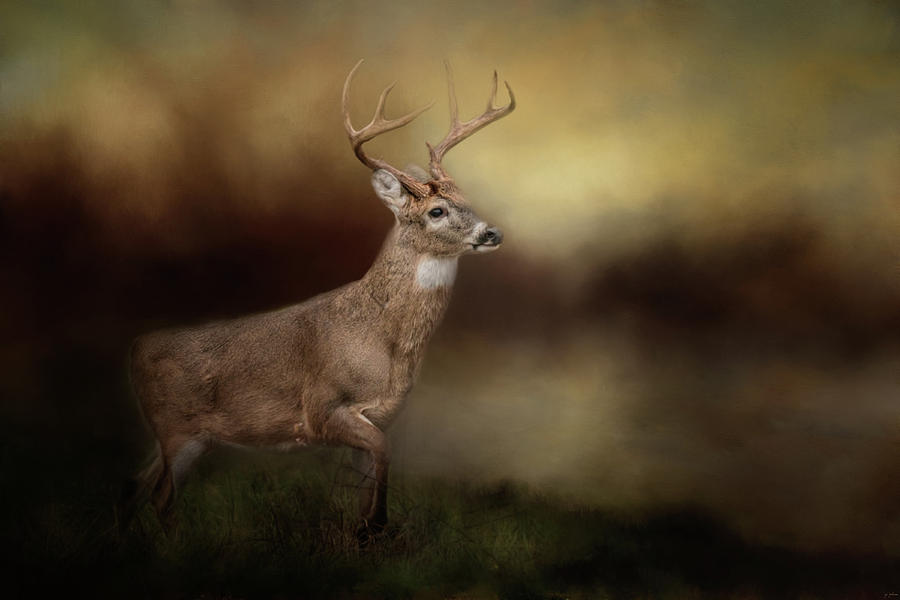Streamside Buck Deer Art Photograph by Jai Johnson
