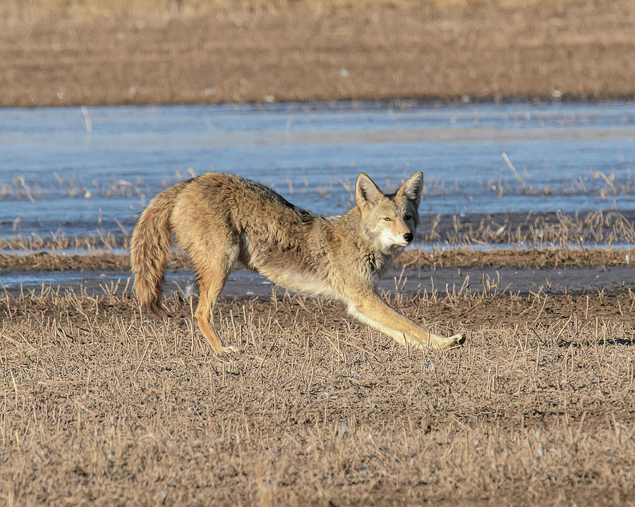 Streching Coyote Photograph By Lonnie Wooten - Fine Art America