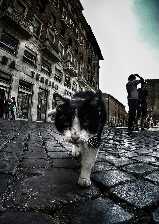Street Cat Photograph by Nicklas Gustafsson