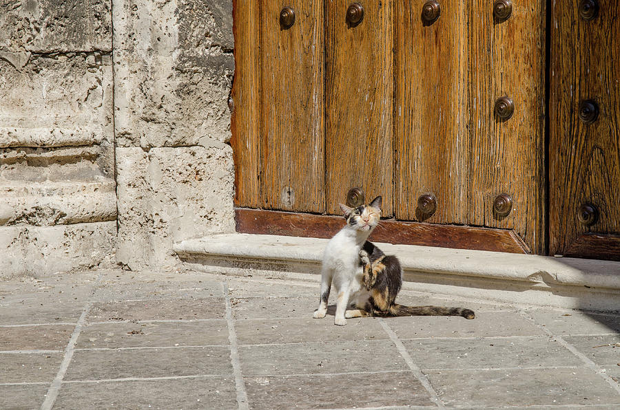 Street cat outside a solid wood door Photograph by Rob Huntley
