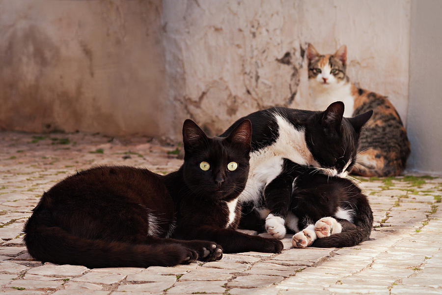 Cat Photograph - Street Cats - Portugal by Barry O Carroll