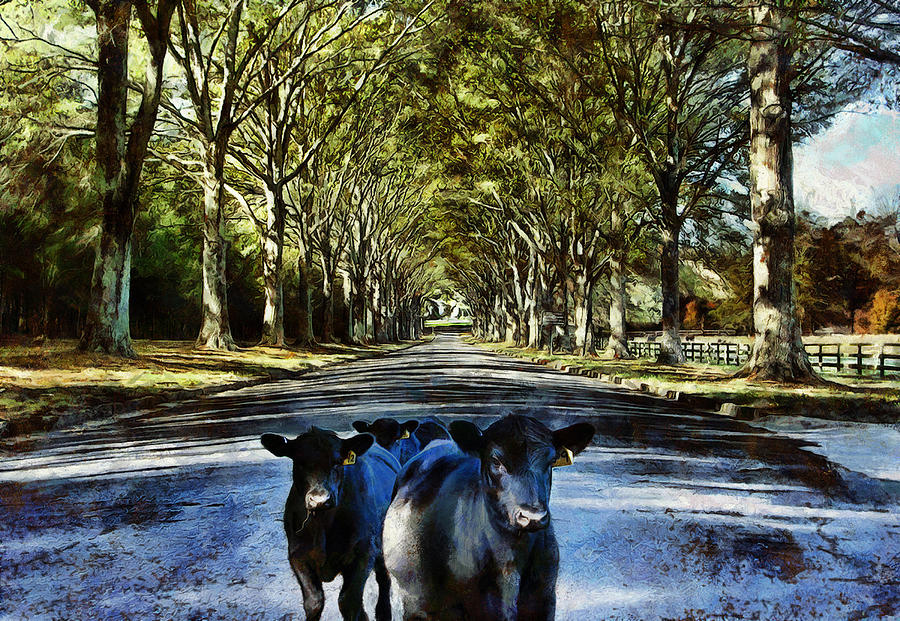 Street Cows Digital Art by JGracey Stinson