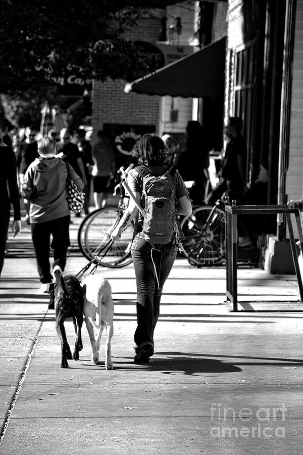 Street Dog Walking Photograph by FineArtRoyal Joshua Mimbs