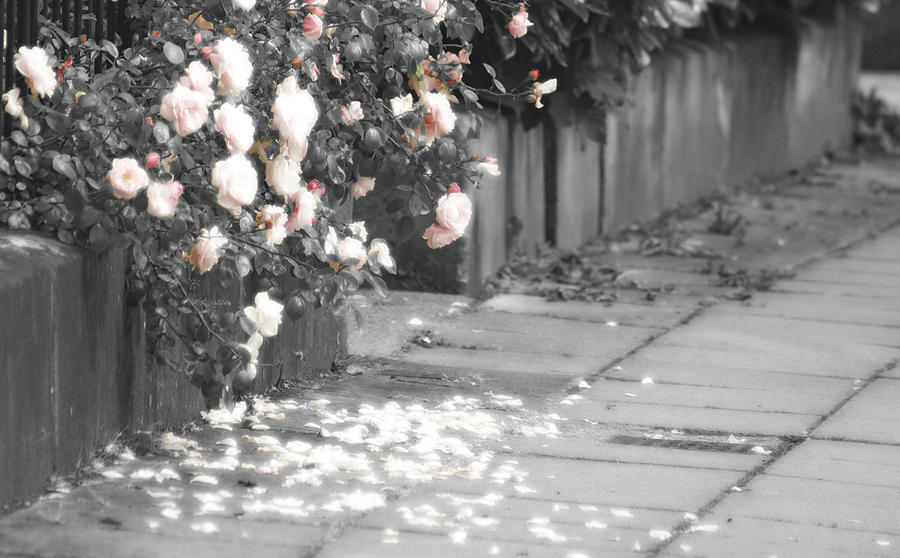 Rose Photograph - Street Petals by Lucienne Sencier