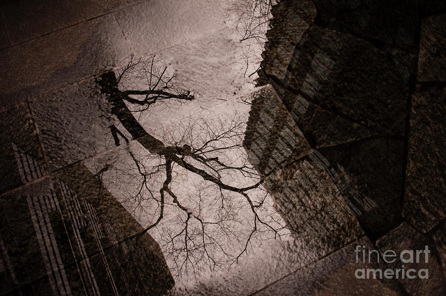 Street Scene Tree Reflected in Mud Puddle Photograph by Jim Corwin