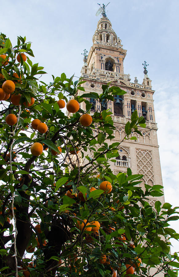 Streets of Seville - Giralda and Oranges Photograph by AM FineArtPrints ...