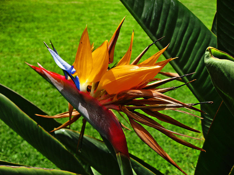 strelitzia apus figure