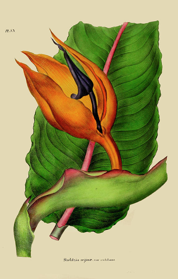 Strelitzia Reginae Painting by Unknown | Fine Art America