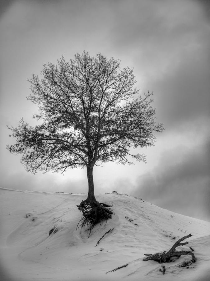 Winter Photograph - Strength and Hope 2011 by Thomas Young