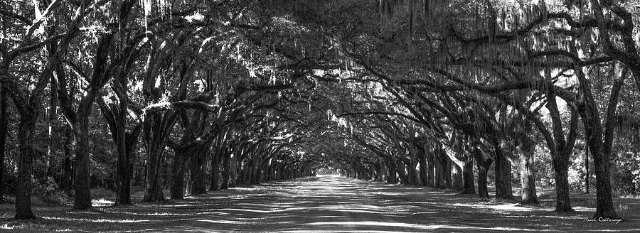 Strength In Numbers Wormsloe Plantation Art Photograph by Reid Callaway