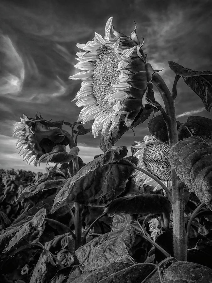 Strength of a Sunflower by Wes Jimerson Strength of a Sunflower by Wes Jimerson