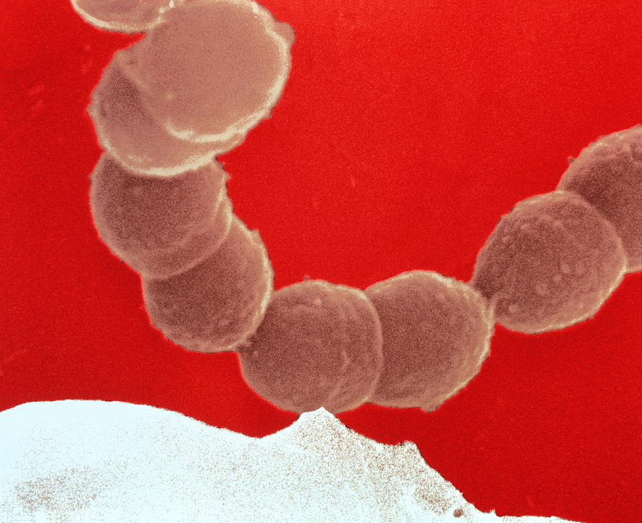 streptococcus mutans