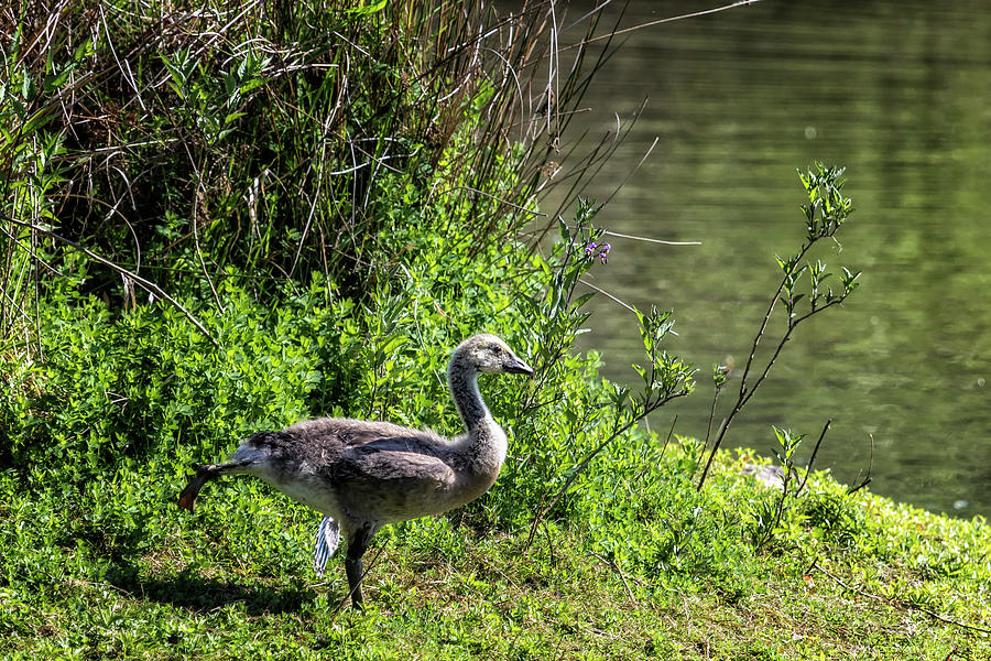 Stretch Before Swimming Photograph by Belinda Greb