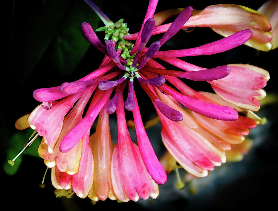 Stretch, Flowering Honeysuckle -   Photograph by Julie Weber