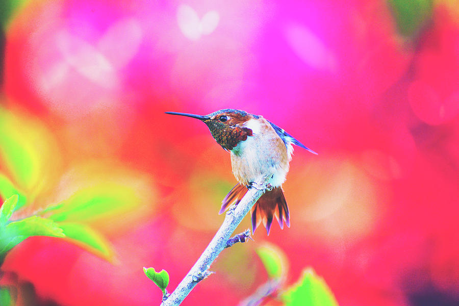 Hummingbird Photograph - Stretch  by Lynn Bauer