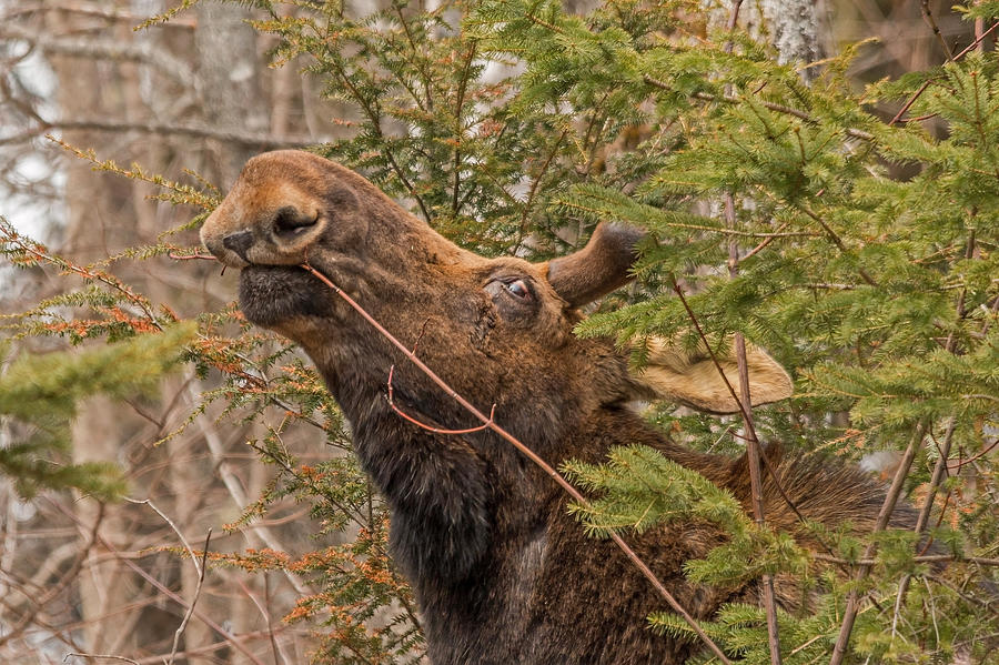 Moose Photograph - Stretch by Steve Dunsford