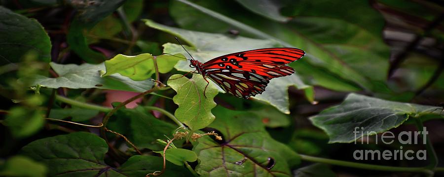 Stretched Butterfly Photograph by Skip Willits