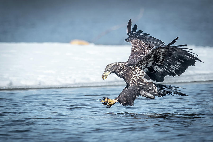 Stretched Out Eagle Photograph by Paul Freidlund