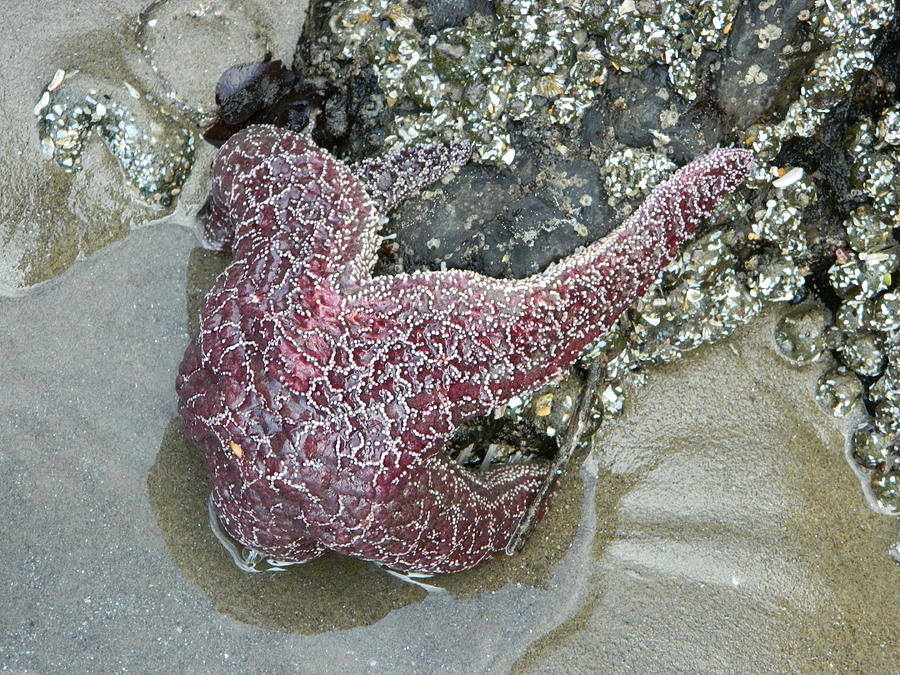 Stretched Starfish Photograph by Gallery Of Hope 