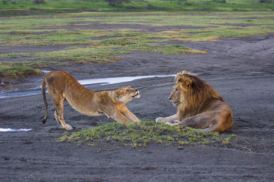Stretching Lioness Photograph by Brenda Smith DVM Stretching Lioness Photograph by Brenda Smith DVM