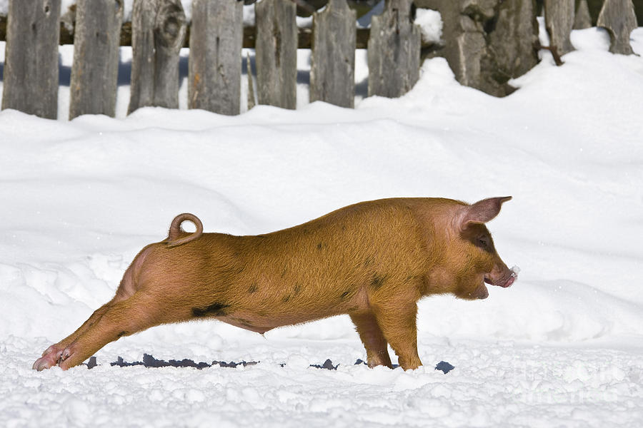 Stretching Piglet Photograph by Jean-Louis Klein & Marie-Luce Hubert