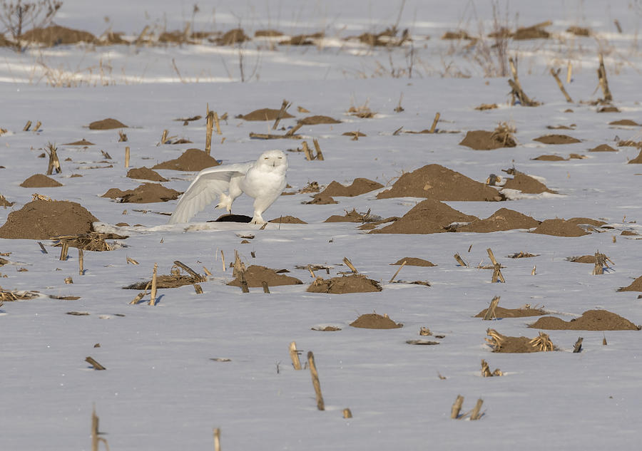 Stretching Snowy Owl 2016-1 Photograph by Thomas Young