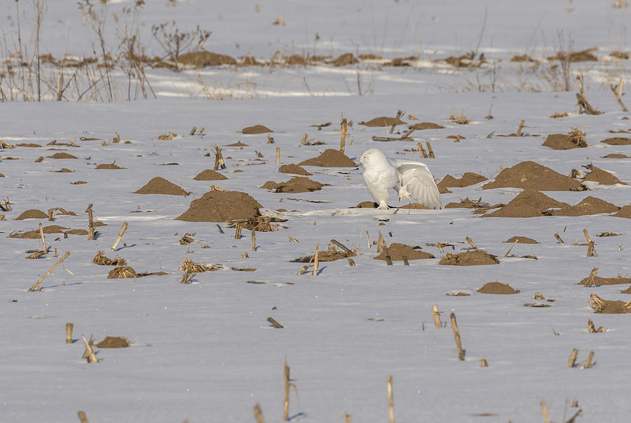 Stretching Snowy Owl 2016-2 Photograph by Thomas Young