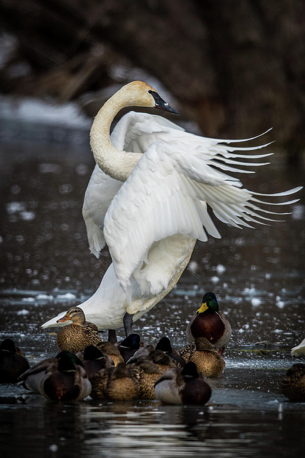 Stretching Swan Photograph by Paul Freidlund