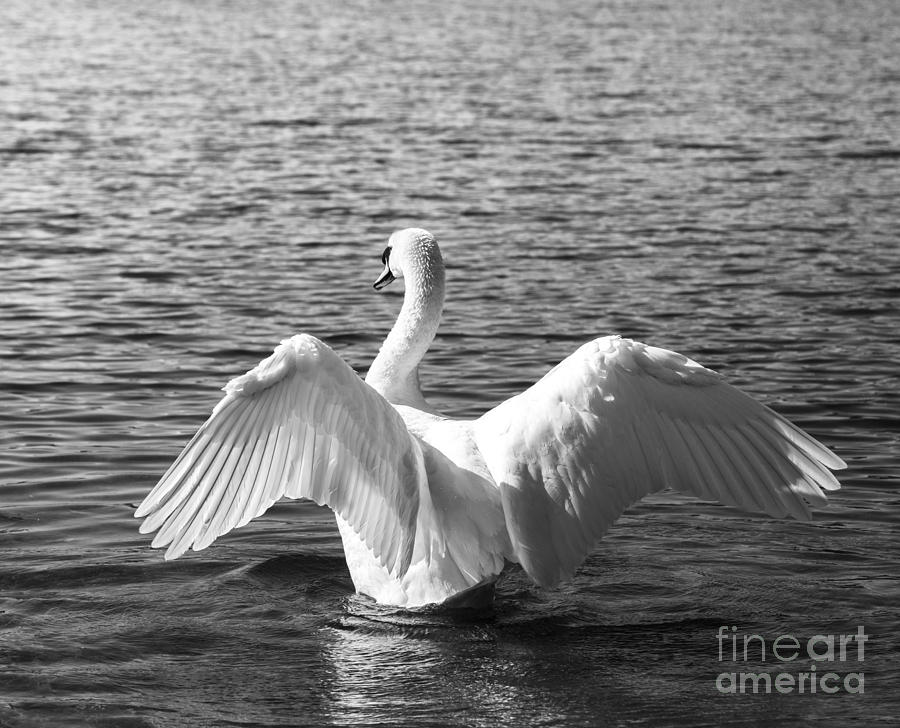 Nature Photograph - Stretching Wings by Olga Photography