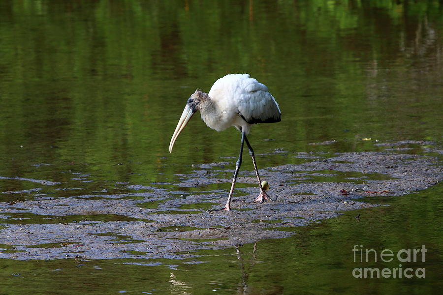 Nature Photograph - Striding Wood Stork by Christiane Schulze Art And Photography