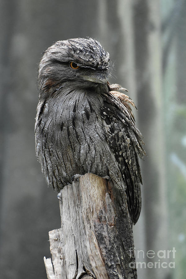 Striking and Interesting Frogmouth Bird Sitting on a Dead Stump Photograph by DejaVu Designs