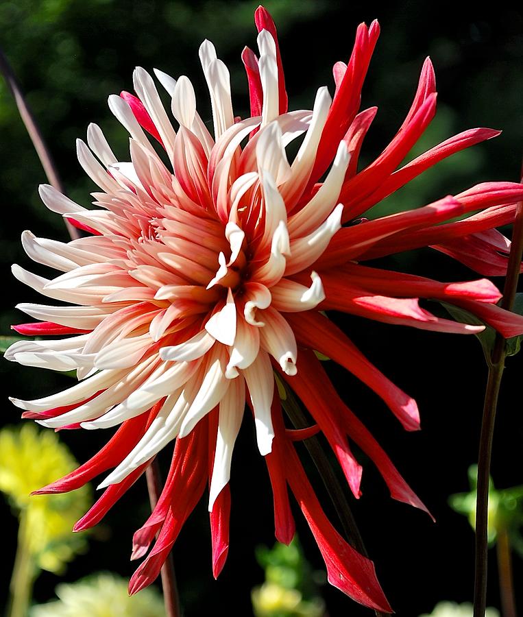 Striking Dahlia Red And White Photograph by Suzanne McDonald