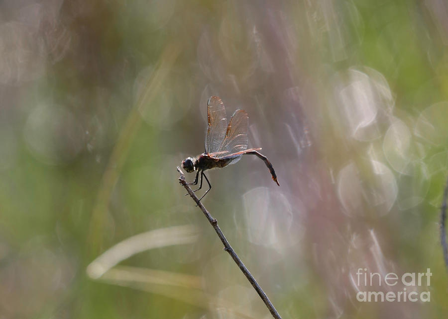 Striking Dragonfly Photograph by Carol Groenen