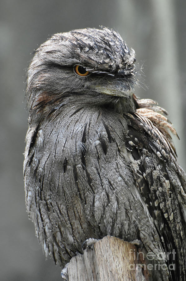 Striking Face of a Gray Tawny Frogmouth Bird Photograph by DejaVu Designs
