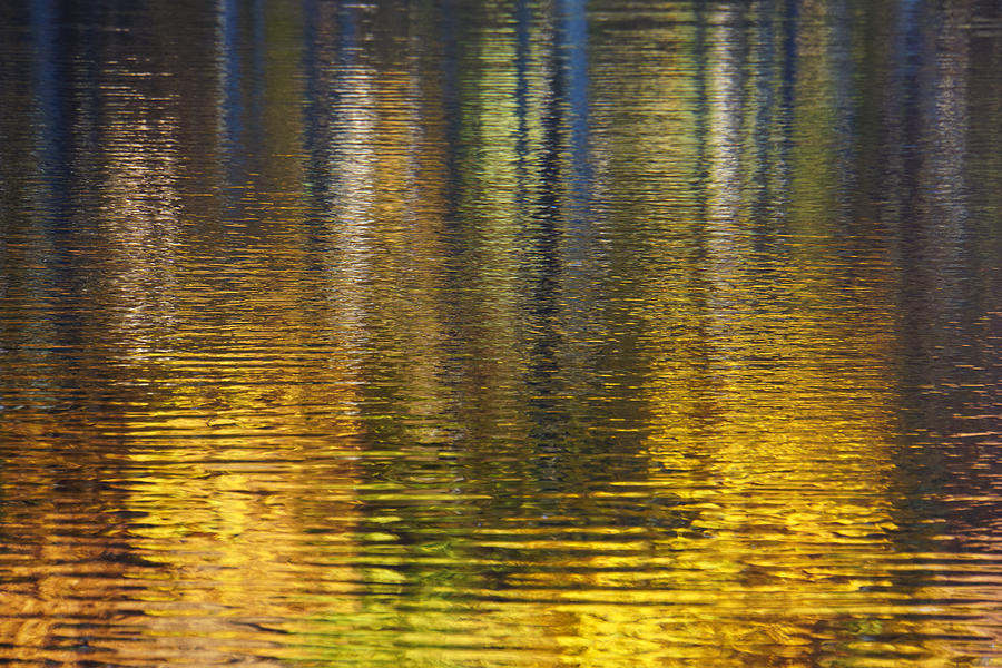 Fall Photograph - Striking Gold by Rachel Cohen