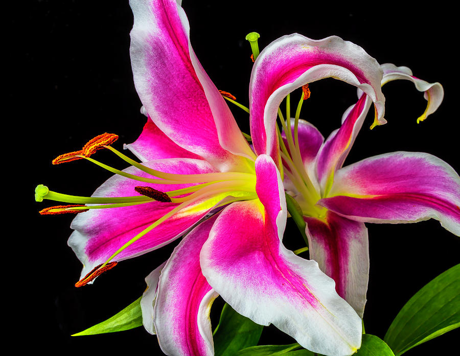 Striking Pink Tiger lily Photograph by Garry Gay