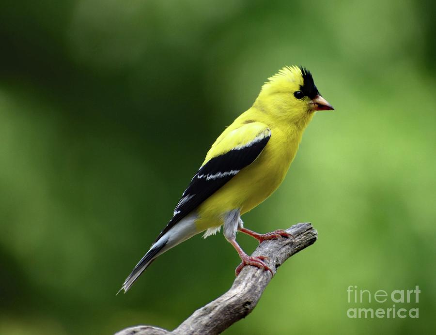 Striking Pose - American Goldfinch Photograph