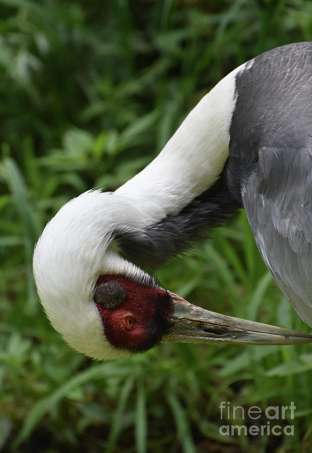 Striking Red Eye on a White Naped Crane Photograph by DejaVu Designs