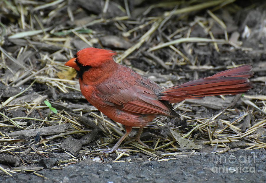 Striking Red Feathers on a Red Cardinal Bird Photograph by DejaVu Designs