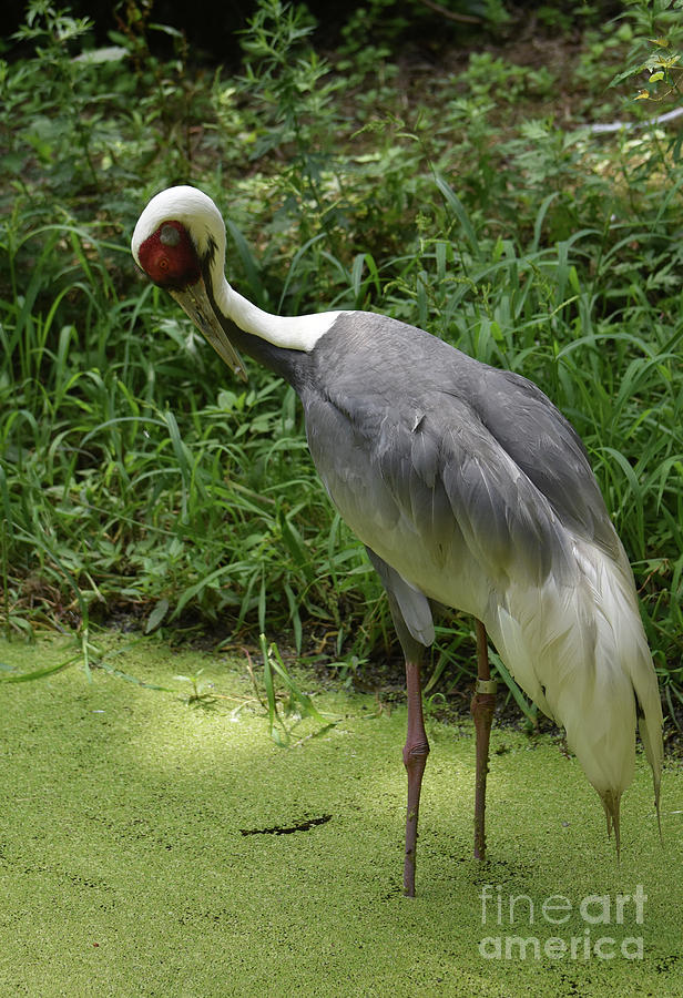 Striking White Naped Crane Bird in a Marsh Photograph by DejaVu Designs