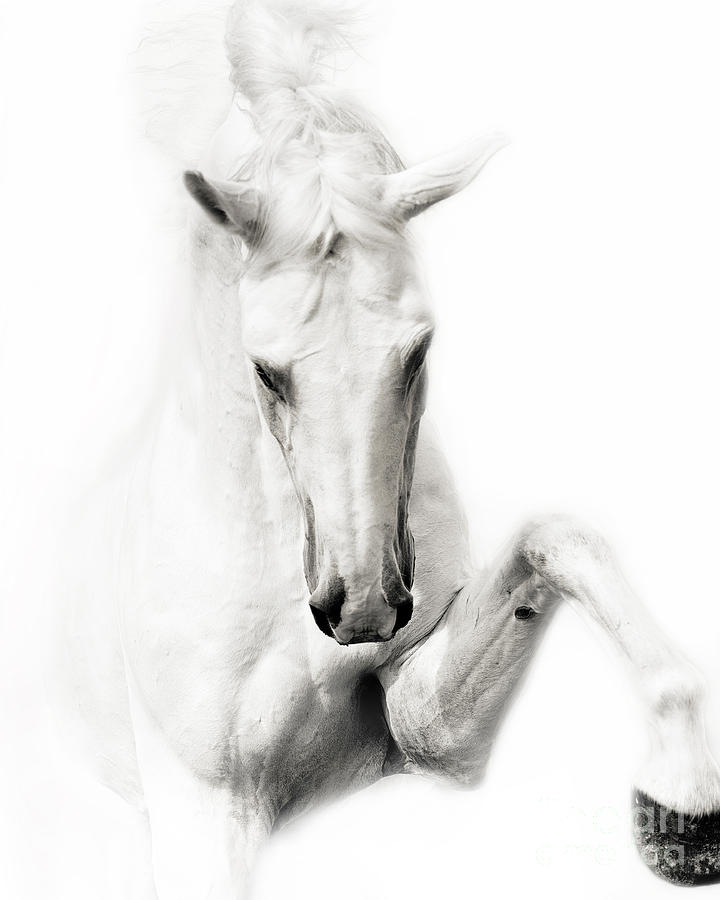 Striking White Stallion Photograph by Stephanie Moon