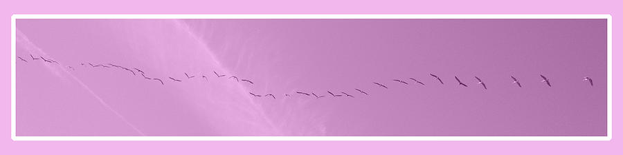 String of Birds in Rose Pink Photograph by Mary Mikawoz