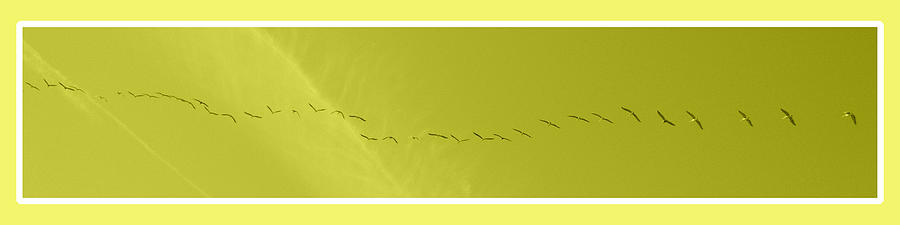 String of Birds in Yellow Photograph by Mary Mikawoz