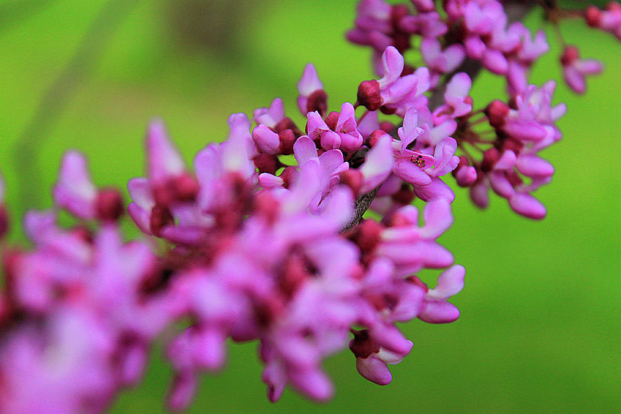 Spring Photograph - String of Purple by Scott Hovind