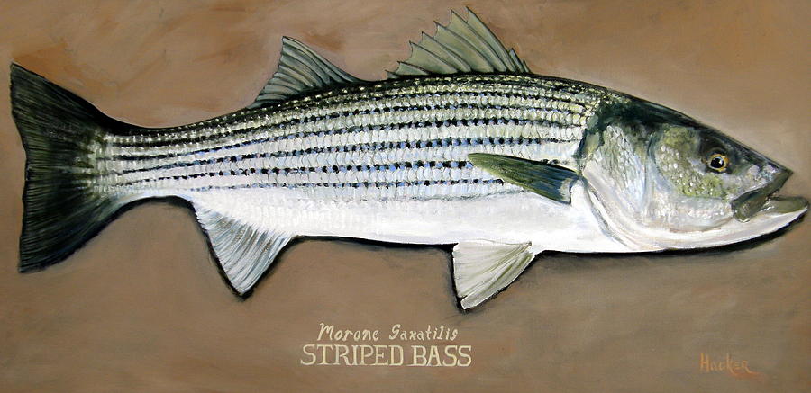 Striped Bass Painting by Glen Hacker - Pixels