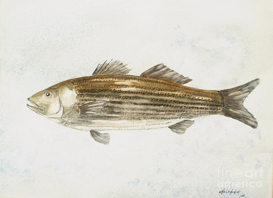 Striped Bass Painting by Miroslaw  Chelchowski