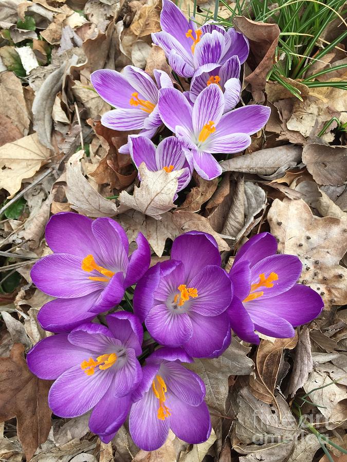 Striped Beauty and Purple Sensation Crocuses Painting by Rand Burns