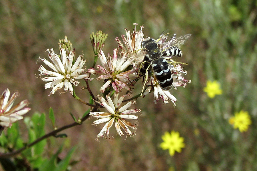 Striped Bee Photograph by Peggy Urban
