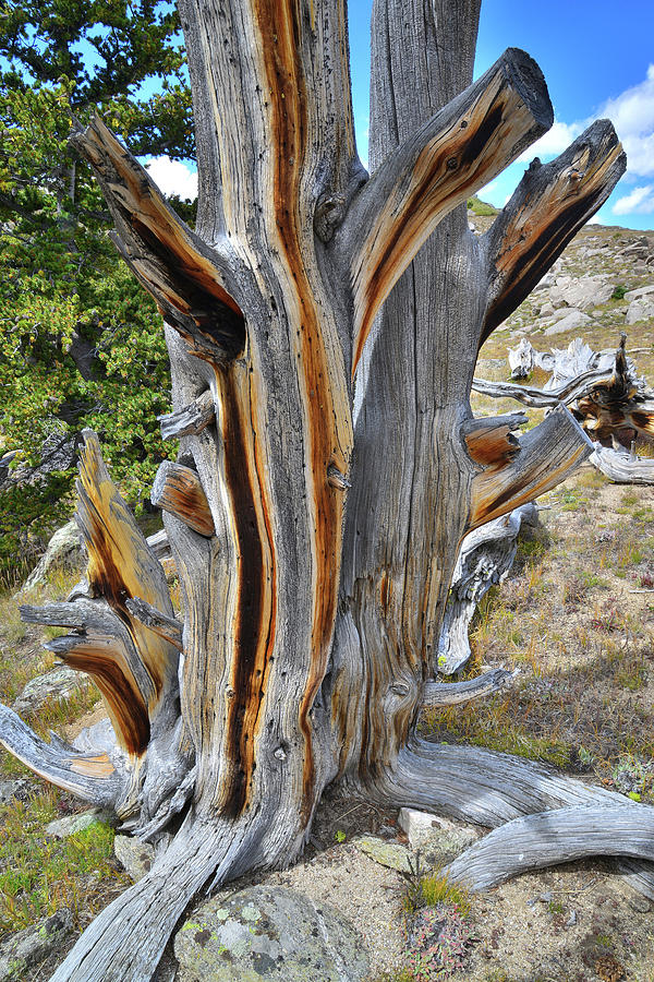 Striped Bristlecone Photograph by Ray Mathis